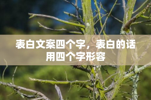 表白文案四个字，表白的话用四个字形容