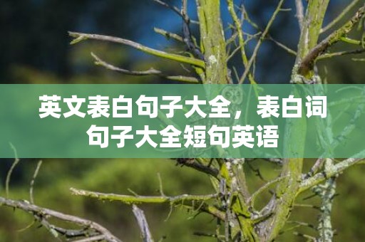 英文表白句子大全，表白词句子大全短句英语