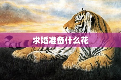 求婚准备什么花