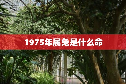 1975年属兔是什么命