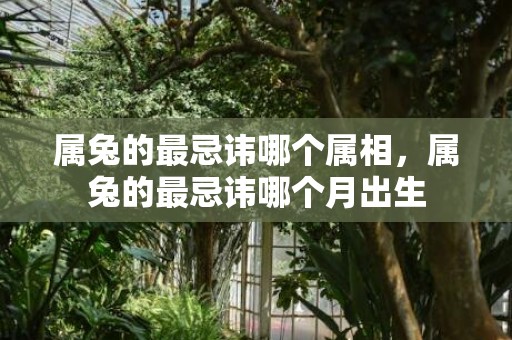 属兔的最忌讳哪个属相，属兔的最忌讳哪个月出生