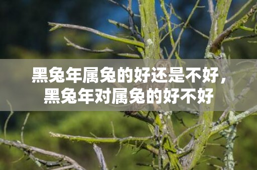 黑兔年属兔的好还是不好，黑兔年对属兔的好不好