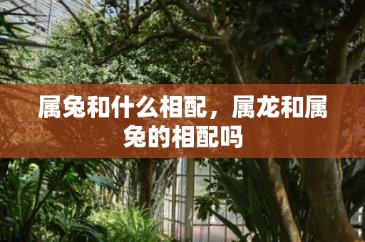 属兔和什么相配，属龙和属兔的相配吗