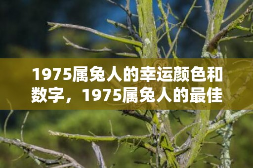 1975属兔人的幸运颜色和数字，1975属兔人的最佳婚配属相