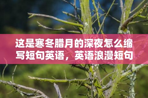 这是寒冬腊月的深夜怎么缩写短句英语，英语浪漫短句缩写大全