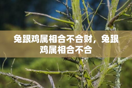 兔跟鸡属相合不合财，兔跟鸡属相合不合