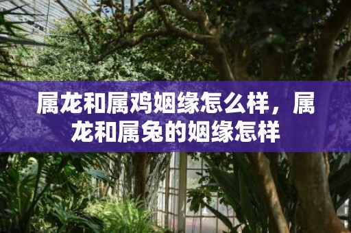 属龙和属鸡姻缘怎么样，属龙和属兔的姻缘怎样