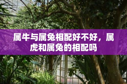 属牛与属兔相配好不好，属虎和属兔的相配吗