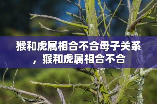 猴和虎属相合不合母子关系，猴和虎属相合不合