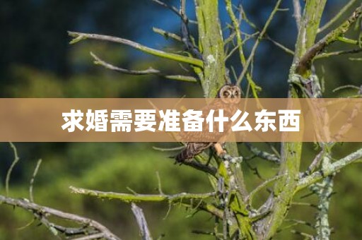 求婚需要准备什么东西