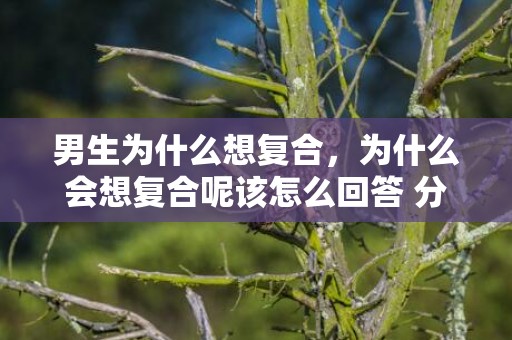 男生为什么想复合，为什么会想复合呢该怎么回答 分手了想复合该怎么说