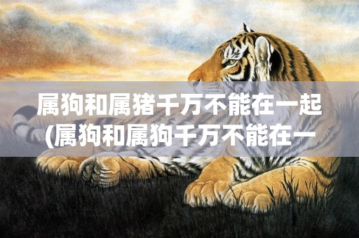 属狗和属猪千万不能在一起(属狗和属狗千万不能在一起)