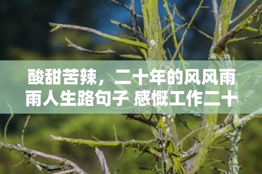 酸甜苦辣，二十年的风风雨雨人生路句子 感慨工作二十年唯美句子