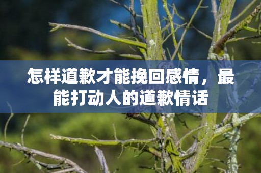 怎样道歉才能挽回感情，最能打动人的道歉情话
