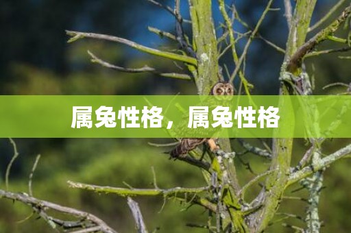 属兔性格，属兔性格