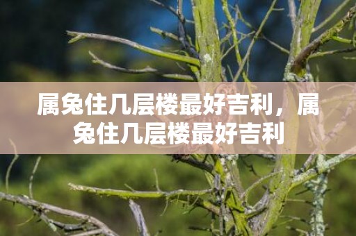 属兔住几层楼最好吉利，属兔住几层楼最好吉利