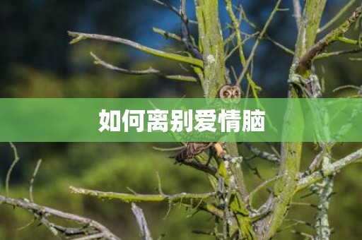 如何离别爱情脑