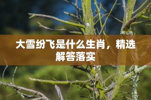 大雪纷飞是什么生肖，精选解答落实