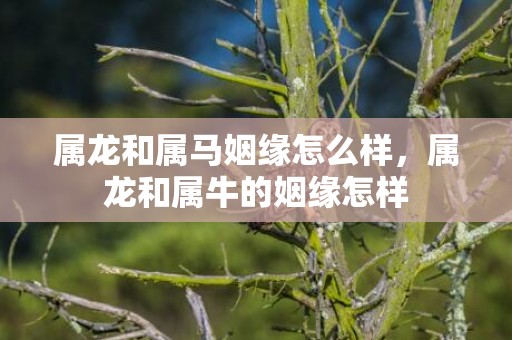 属龙和属马姻缘怎么样，属龙和属牛的姻缘怎样
