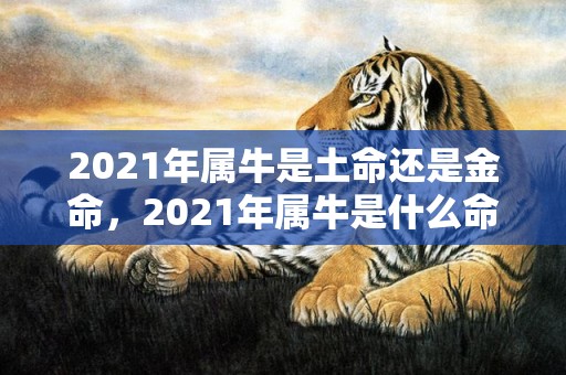 2021年属牛是土命还是金命，2021年属牛是什么命