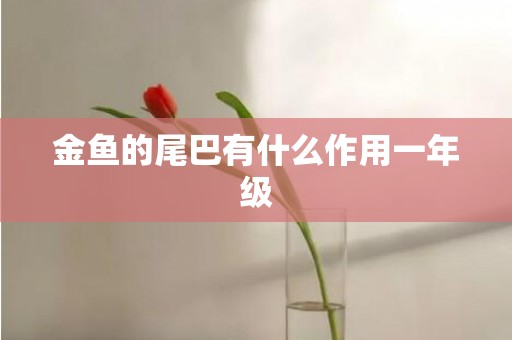 金鱼的尾巴有什么作用一年级
