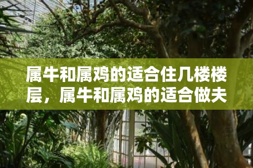 属牛和属鸡的适合住几楼楼层，属牛和属鸡的适合做夫妻吗