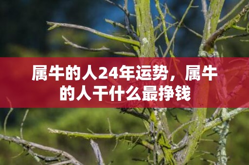 属牛的人24年运势，属牛的人干什么最挣钱