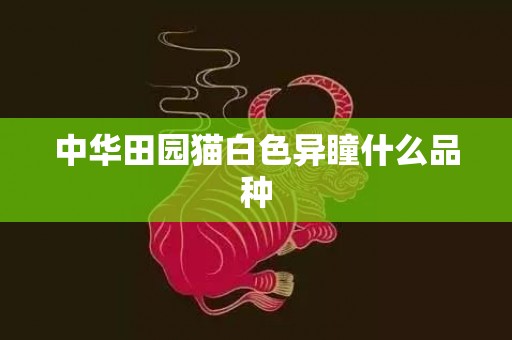 中华田园猫白色异瞳什么品种