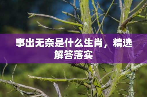 事出无奈是什么生肖，精选解答落实