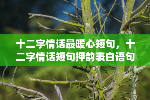 十二字情话最暖心短句，十二字情话短句押韵表白语句(十二字情话最暖心短句)
