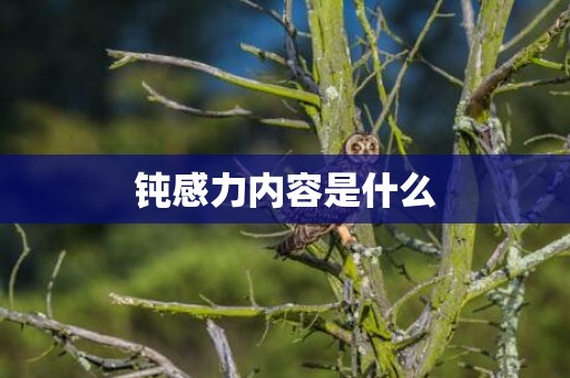 钝感力内容是什么