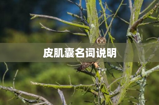 皮肌囊名词说明