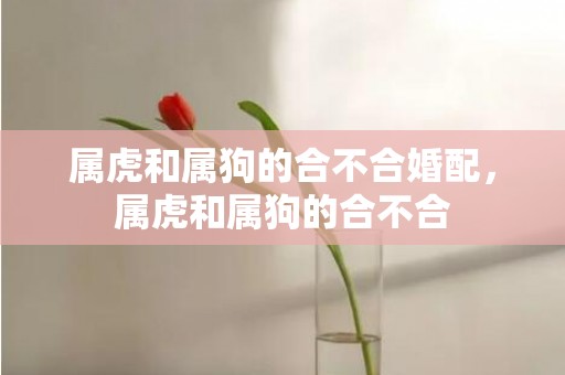 属虎和属狗的合不合婚配，属虎和属狗的合不合