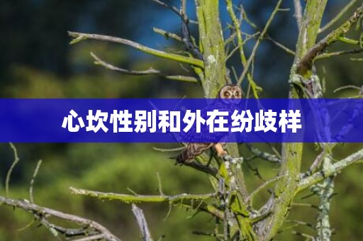 心坎性别和外在纷歧样