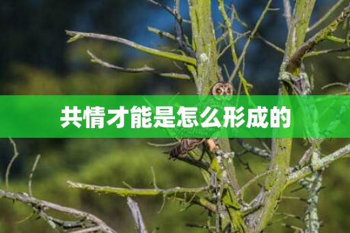 共情才能是怎么形成的