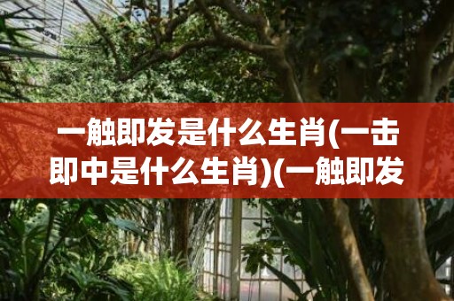 一触即发是什么生肖(一击即中是什么生肖)(一触即发是什么意思?)