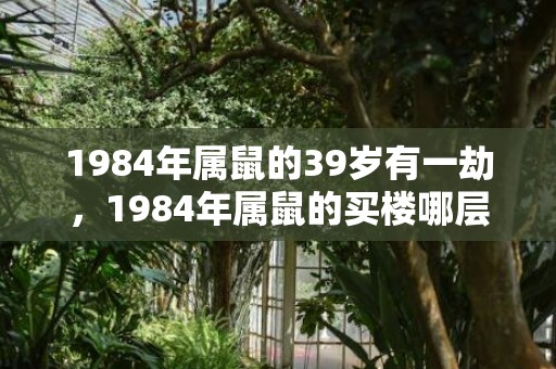 1984年属鼠的39岁有一劫，1984年属鼠的买楼哪层好