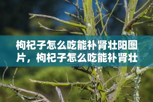 枸杞子怎么吃能补肾壮阳图片，枸杞子怎么吃能补肾壮阳 枸杞子怎么吃