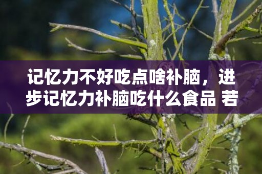 记忆力不好吃点啥补脑，进步记忆力补脑吃什么食品 若何进步记忆力懂得力反映才能