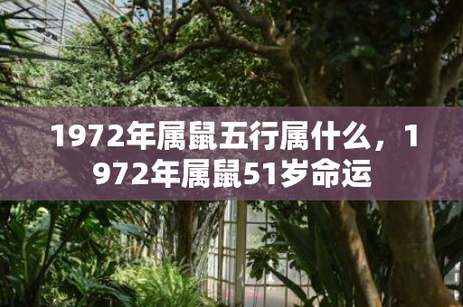 1972年属鼠五行属什么，1972年属鼠51岁命运