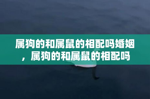 属狗的和属鼠的相配吗婚姻，属狗的和属鼠的相配吗