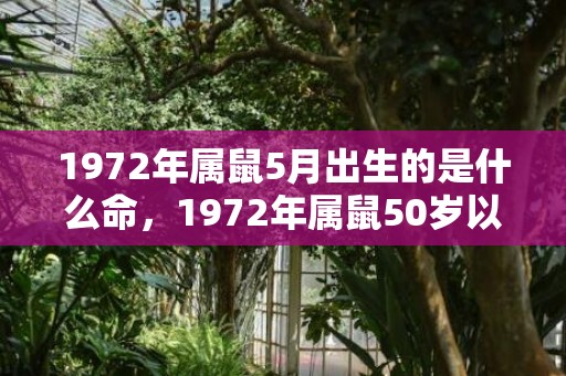 1972年属鼠5月出生的是什么命，1972年属鼠50岁以后命运