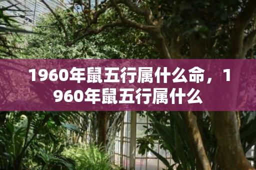 1960年鼠五行属什么命，1960年鼠五行属什么