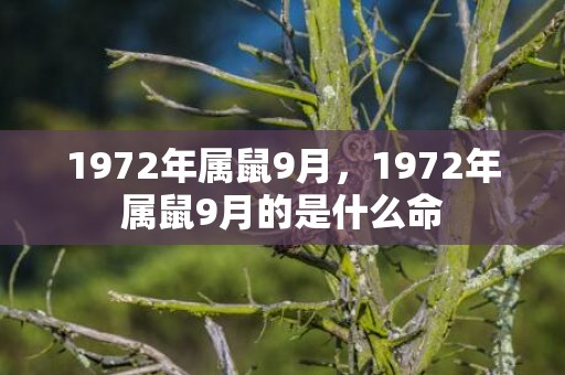 1972年属鼠9月，1972年属鼠9月的是什么命