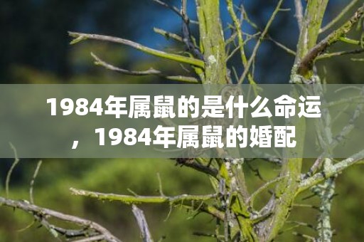 1984年属鼠的是什么命运，1984年属鼠的婚配