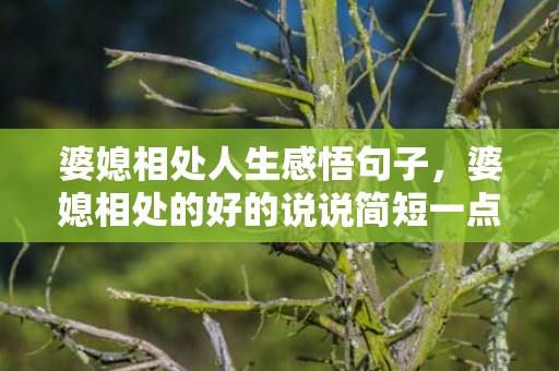 婆媳相处人生感悟句子，婆媳相处的好的说说简短一点 婆媳的说说心情短语