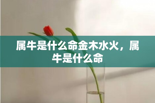 属牛是什么命金木水火，属牛是什么命