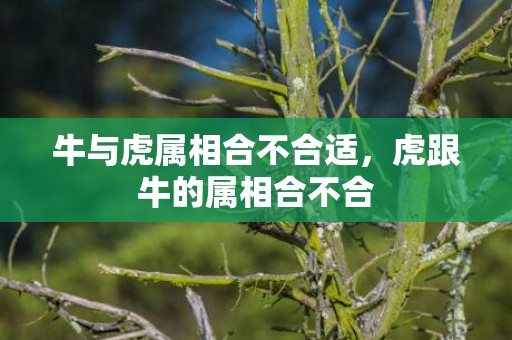 牛与虎属相合不合适，虎跟牛的属相合不合