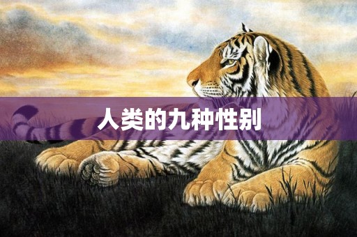 人类的九种性别
