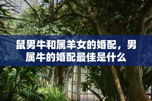 鼠男牛和属羊女的婚配，男属牛的婚配最佳是什么